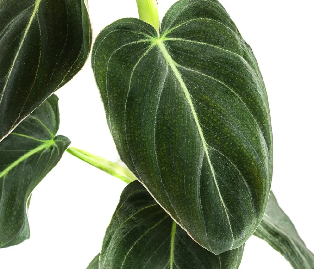 Dehner ener Baumfreund - Philodendron melanochrysum am Kratistestab New