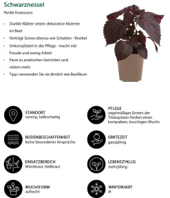 Dehner Garten- & Heilkräuter|Küchenkräuter > Schwarznessel