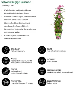 Dehner Rankpflanzen > Schwarzäugige Susanne
