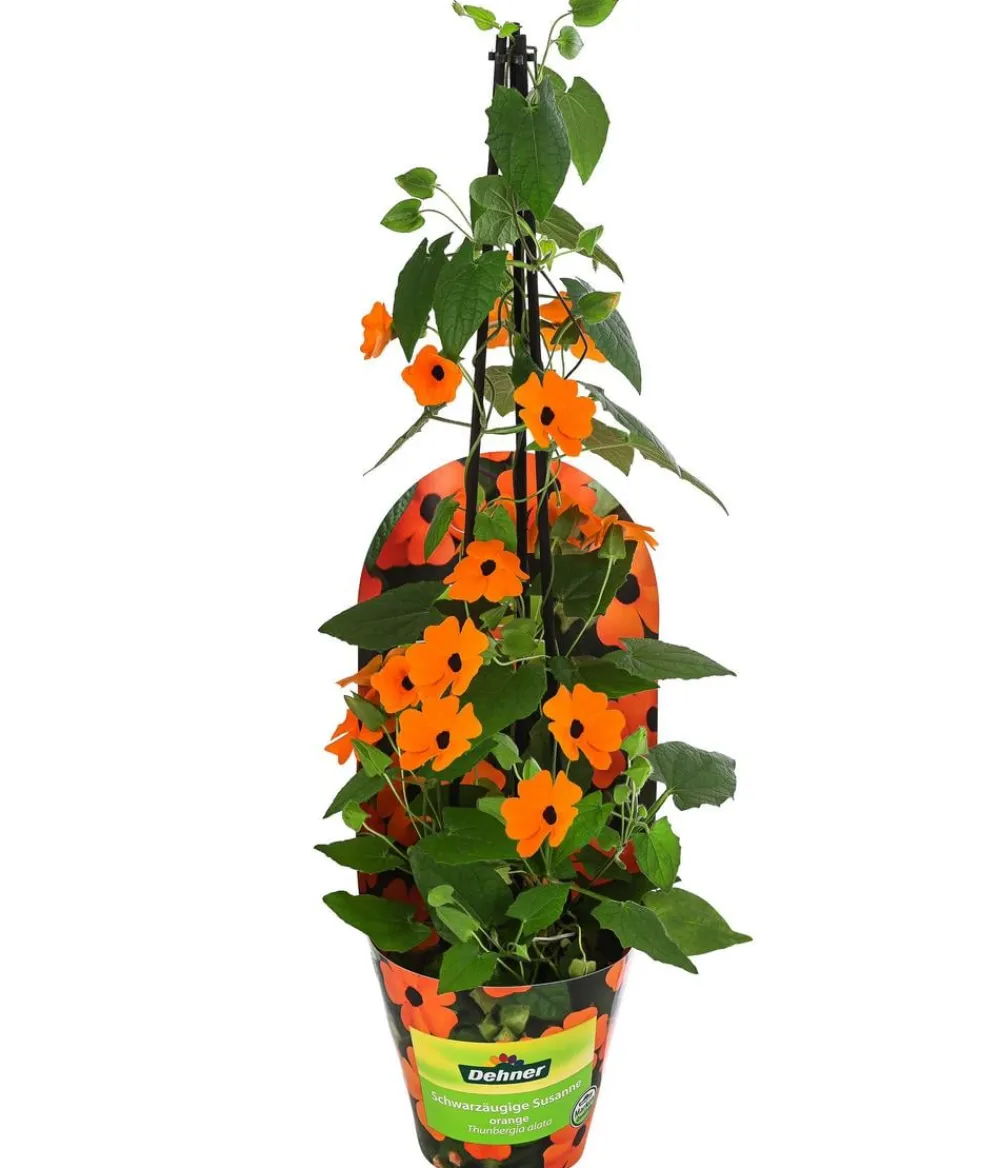 Dehner Schwarzäugige Susanne Orange Best