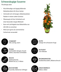 Dehner Schwarzäugige Susanne Orange Best