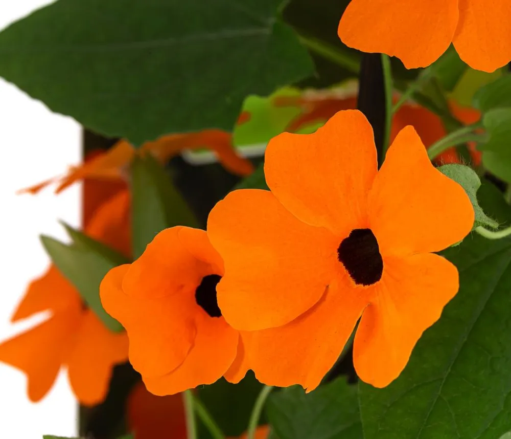 Dehner Schwarzäugige Susanne Orange Best