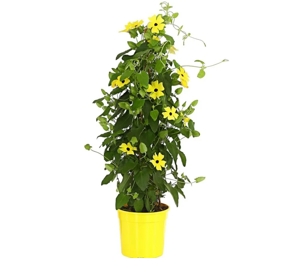 Dehner Terrassenpflanzen|Rankpflanzen - Schwarzäugige Susanne, Pyramide