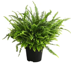 Dehner Grünpflanzen - Schwertfarn - Nephrolepis exaltata 'Green Lady' Grün