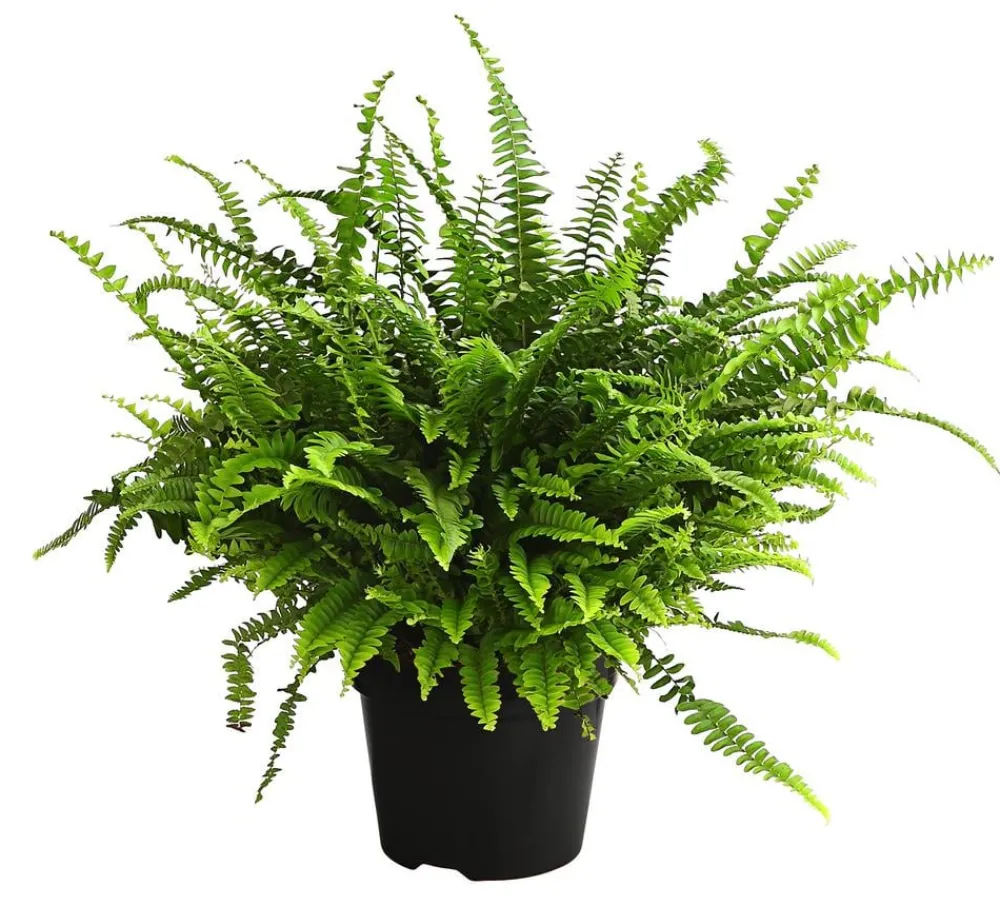 Dehner Grünpflanzen - Schwertfarn - Nephrolepis exaltata 'Green Lady' Grün