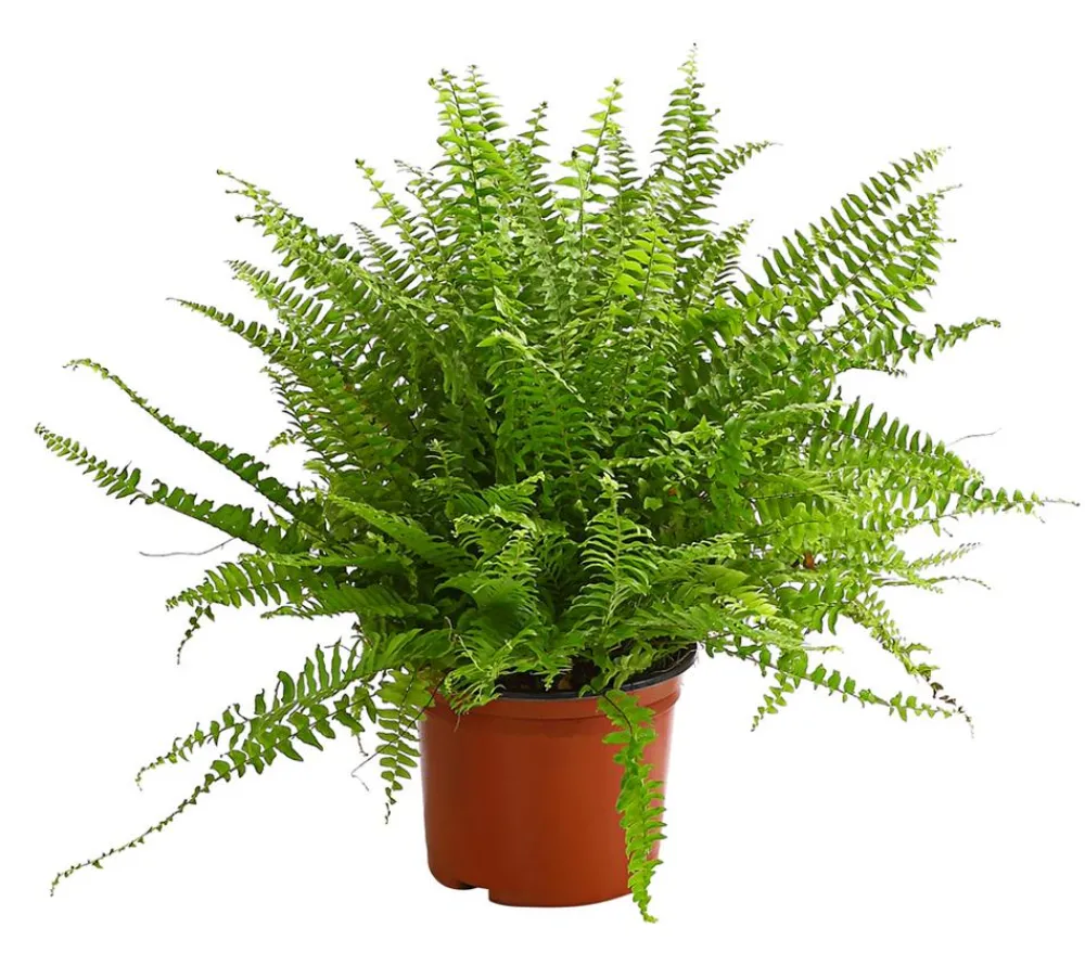 Dehner Grünpflanzen - Schwertfarn - Nephrolepis exaltata 'Sonata'