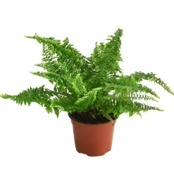 Dehner Grünpflanzen - Schwertfarn - Nephrolepis exaltata 'Corditas'