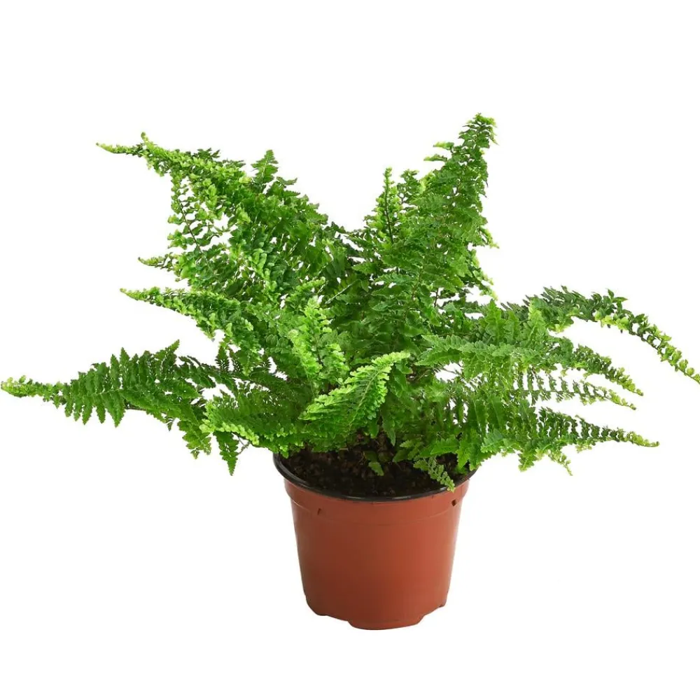 Dehner Grünpflanzen - Schwertfarn - Nephrolepis exaltata 'Corditas'
