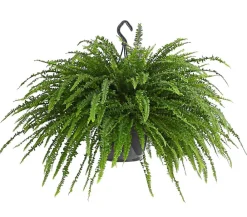 Dehner Schwertfarn - Nephrolepis exaltata, Ampel Grün Hot
