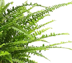 Dehner Hängepflanzen|Grünpflanzen - Schwertfarn - Nephrolepis exaltata, Ampel Grün