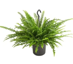 Dehner Hängepflanzen|Grünpflanzen - Schwertfarn - Nephrolepis exaltata, Ampel Grün