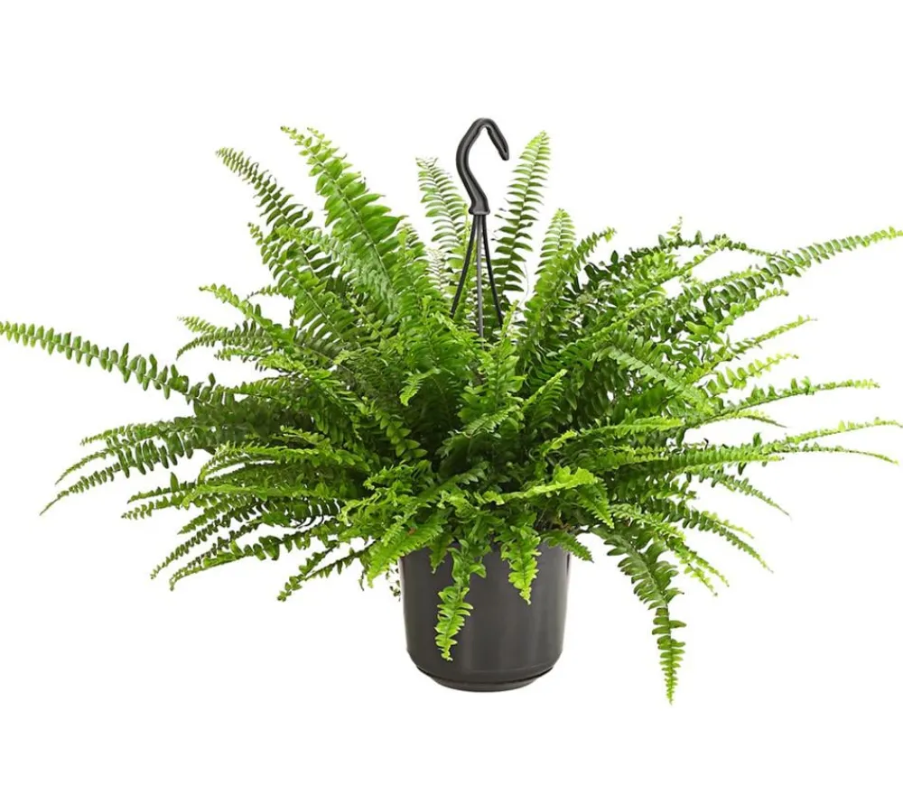 Dehner Hängepflanzen|Grünpflanzen - Schwertfarn - Nephrolepis exaltata, Ampel Grün