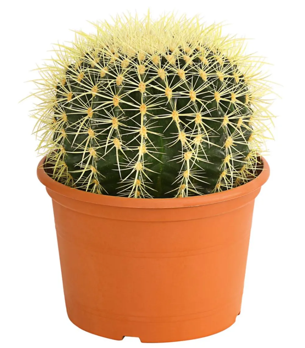 Schwiegermuttersitz - Echinocactus grusonii Online