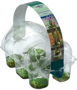 Dehner Aqua Teichpflanzen|Teichpflanzen > Schwimmpflanzen-Set, 6-teilig