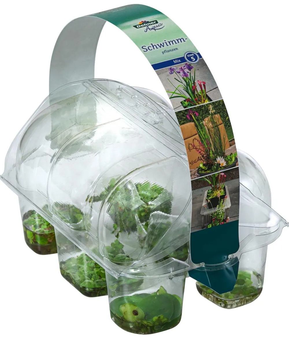 Dehner Aqua Teichpflanzen|Teichpflanzen > Schwimmpflanzen-Set, 6-teilig
