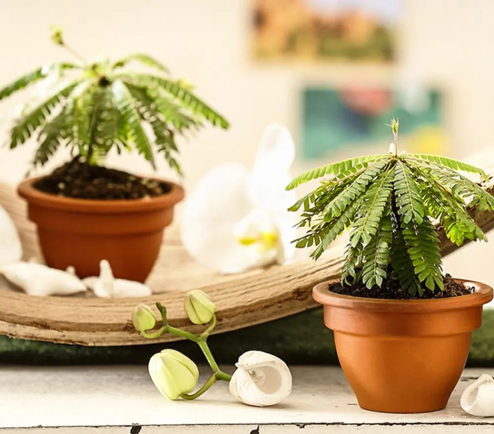 Dehner Südseepalme - Biophytum sensitivum, 2er-Set Discount