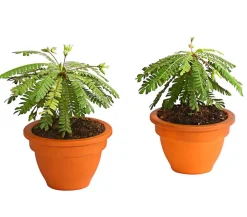 Dehner Südseepalme - Biophytum sensitivum, 2er-Set Discount