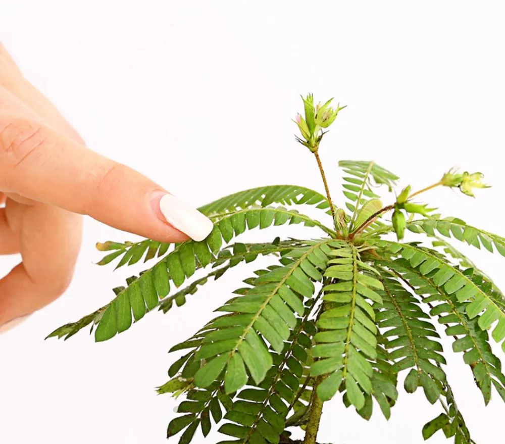Dehner Südseepalme - Biophytum sensitivum, 2er-Set Discount