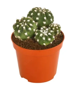Dehner Kakteen > Seeigelkaktus - Echinopsis multiplex
