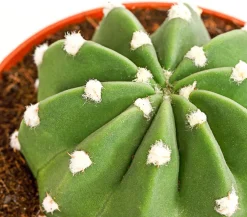 Dehner Kakteen > Seeigelkaktus - Echinopsis multiplex