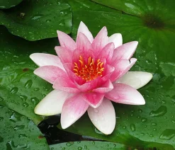 Dehner Aqua Teichpflanzen|Teichpflanzen - Seerose 'Attraction' Rosa