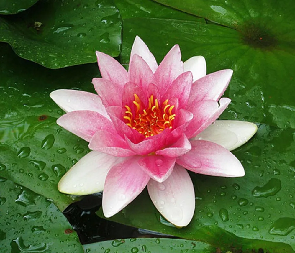 Dehner Aqua Teichpflanzen|Teichpflanzen - Seerose 'Attraction' Rosa