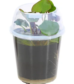 Dehner Aqua Teichpflanzen|Teichpflanzen > Seerose, ca. Ø11 cm
