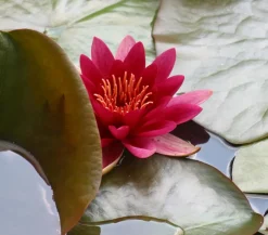 Dehner Aqua Teichpflanzen|Teichpflanzen > Seerose, ca. Ø11 cm