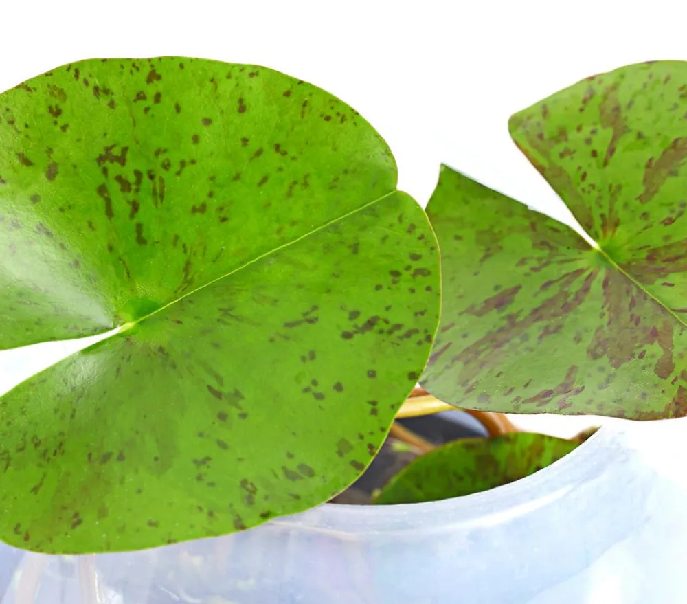 Dehner Aqua Teichpflanzen|Teichpflanzen > Seerose, ca. Ø11 cm