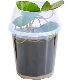 Dehner Aqua Teichpflanzen|Teichpflanzen > Seerose, ca. Ø11 cm