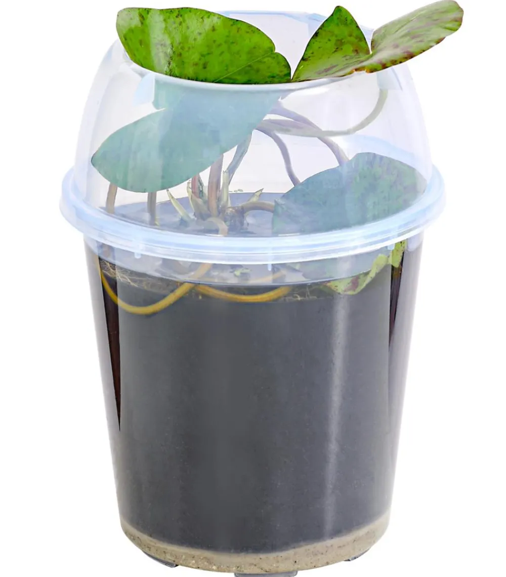 Dehner Aqua Teichpflanzen|Teichpflanzen > Seerose, ca. Ø11 cm