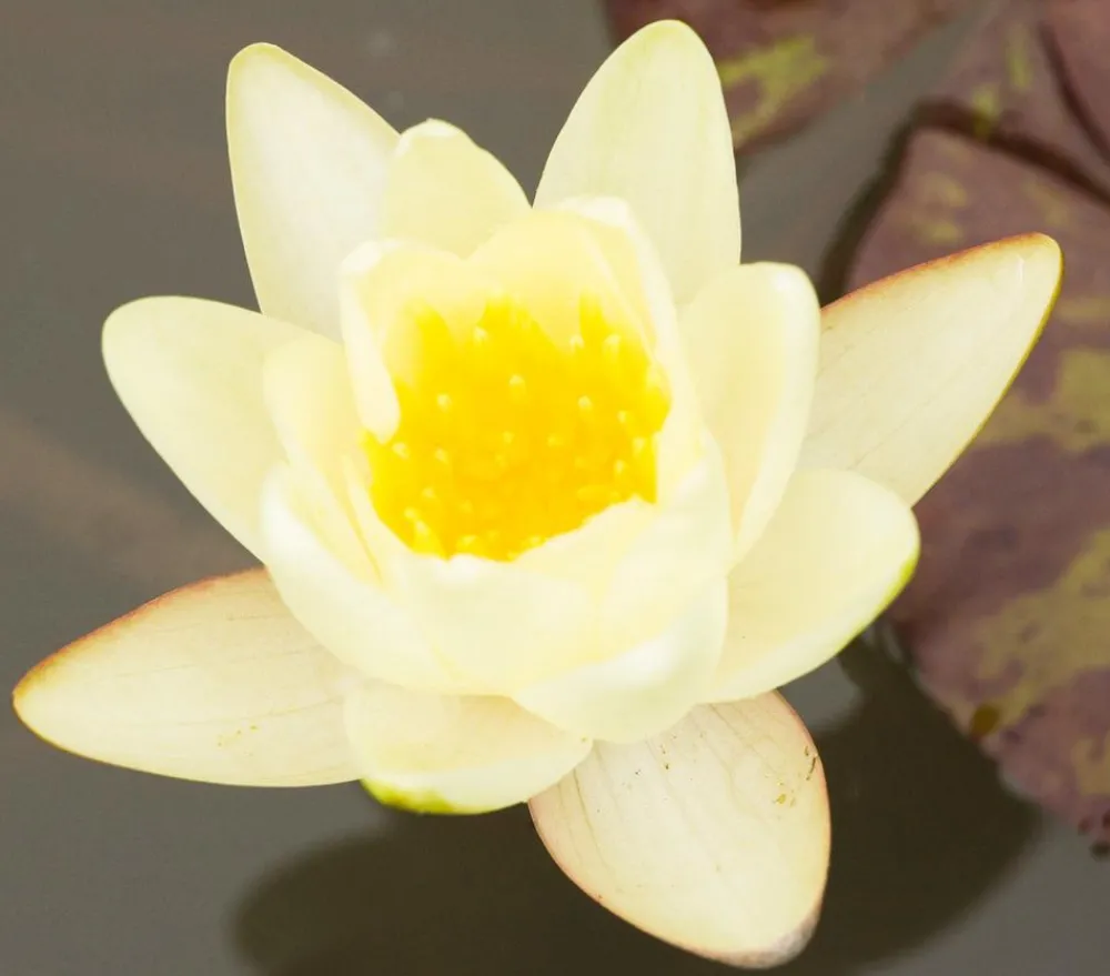 Dehner Aqua Teichpflanzen|Teichpflanzen > Seerose, ca. Ø11 cm