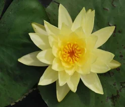Dehner Aqua Teichpflanzen|Teichpflanzen > Seerose, ca. Ø14 cm