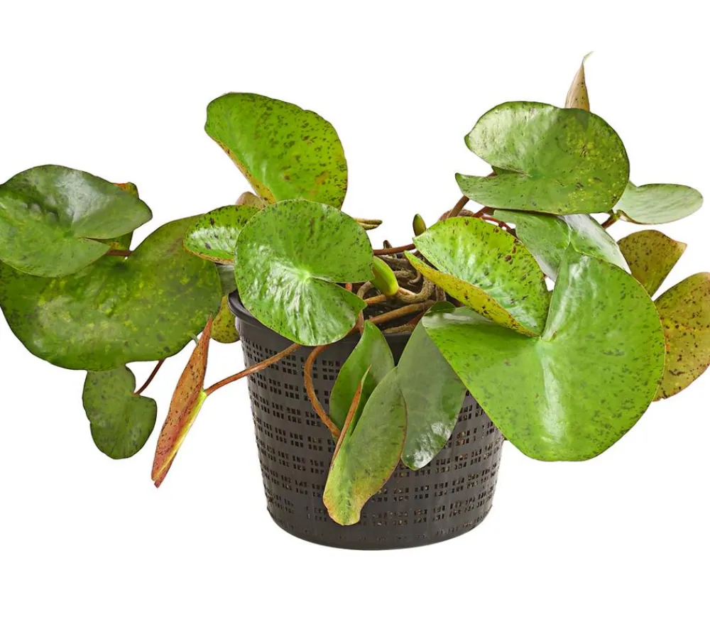Dehner Aqua Teichpflanzen|Teichpflanzen > Seerose, ca. Ø14 cm