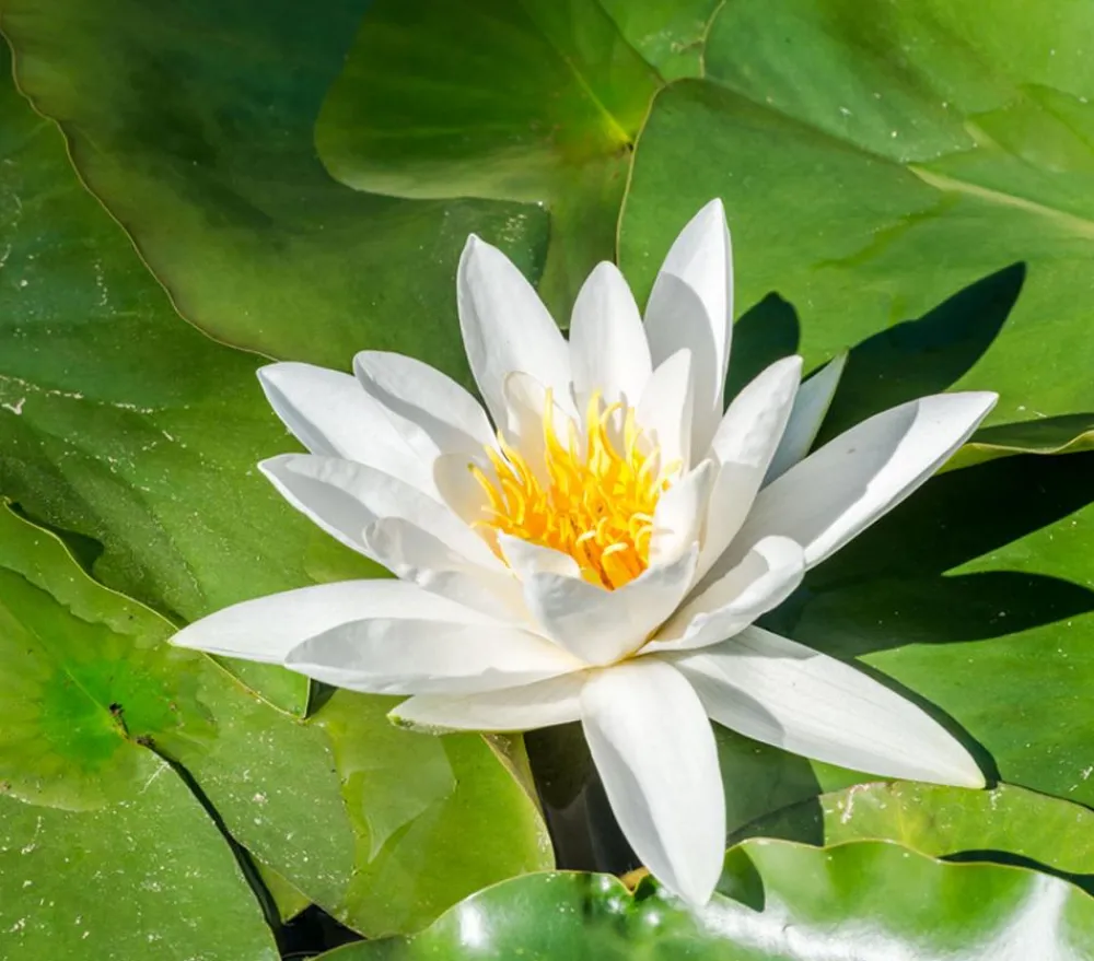 Dehner Aqua Seerose, ca. Ø11 cm Weiß Online