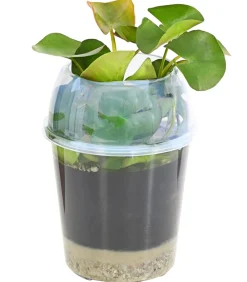 Dehner Aqua Seerose, ca. Ø11 cm Weiß Online