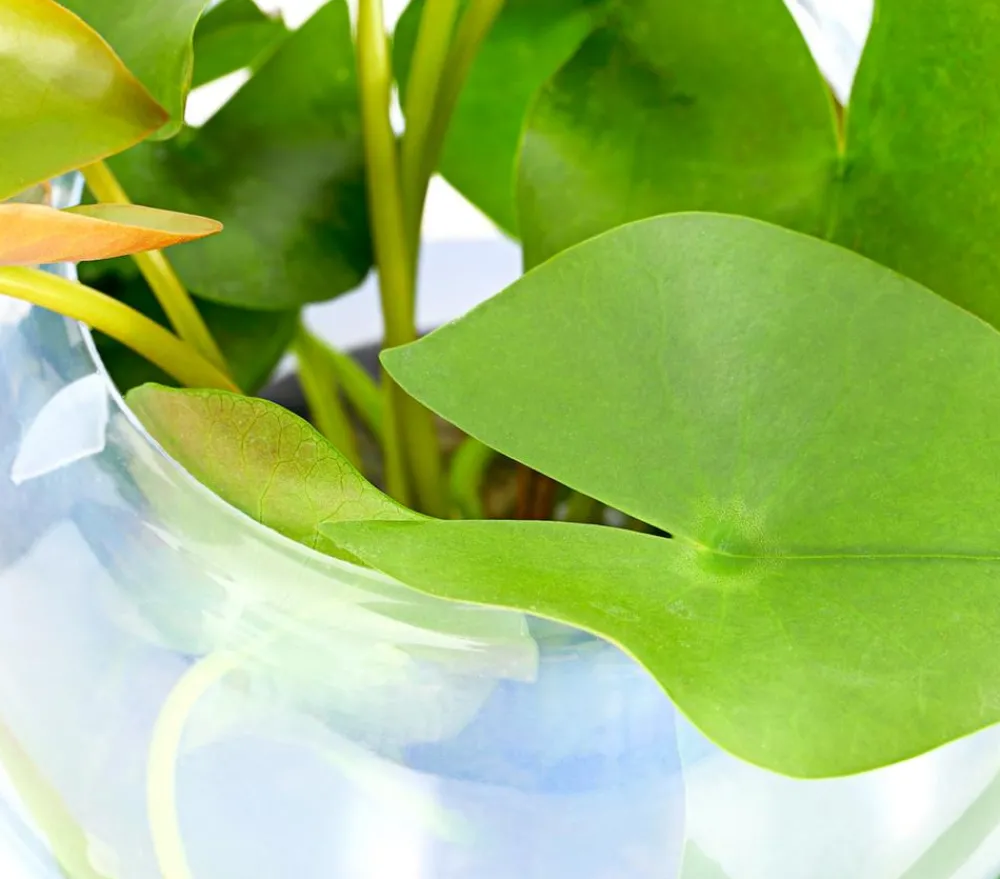 Dehner Aqua Seerose, ca. Ø11 cm Weiß Online