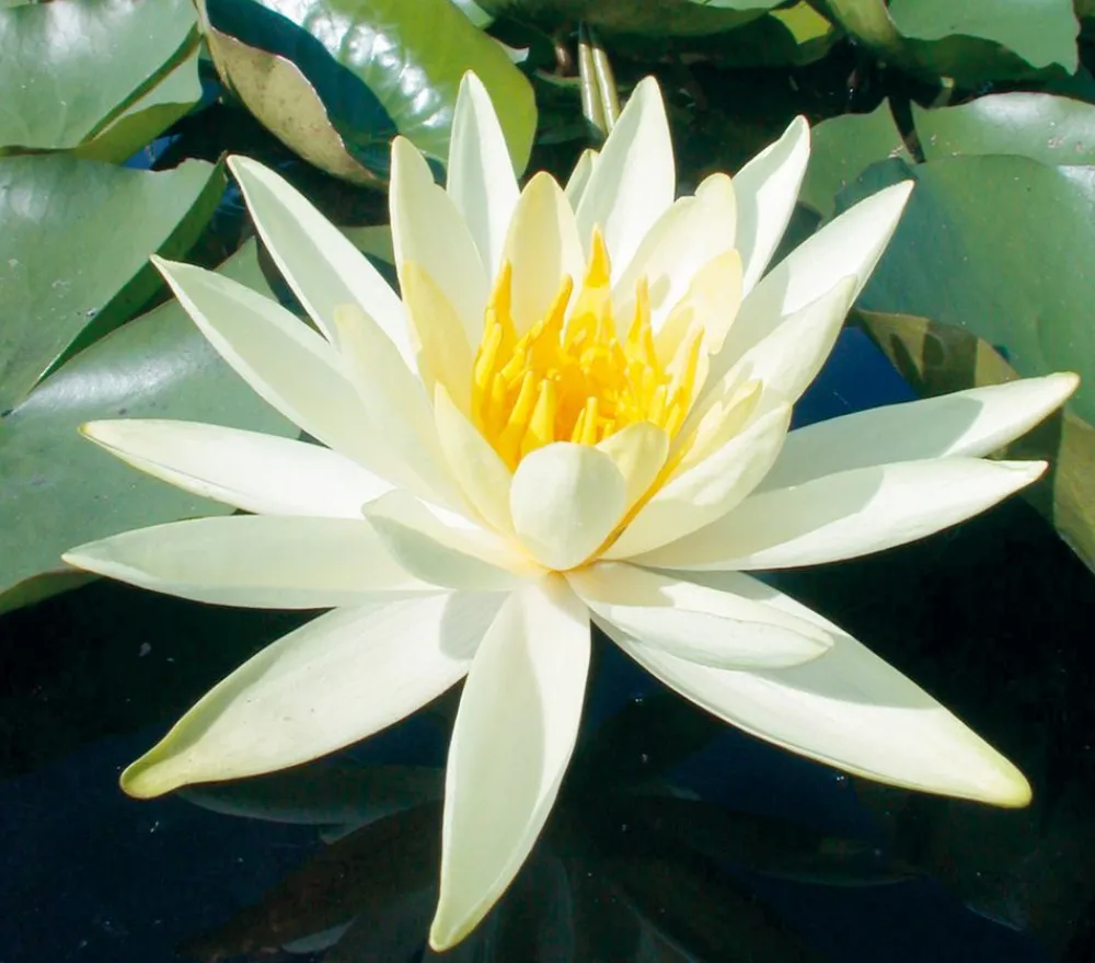 Dehner Aqua Seerose, ca. Ø11 cm Weiß Online