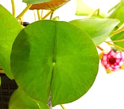 Dehner Aqua Seerose, ca. Ø14 cm Hellrot Best