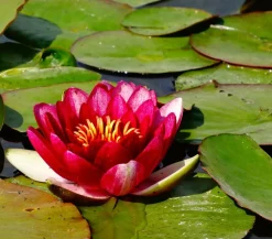Dehner Aqua Seerose, ca. Ø14 cm Hellrot Best