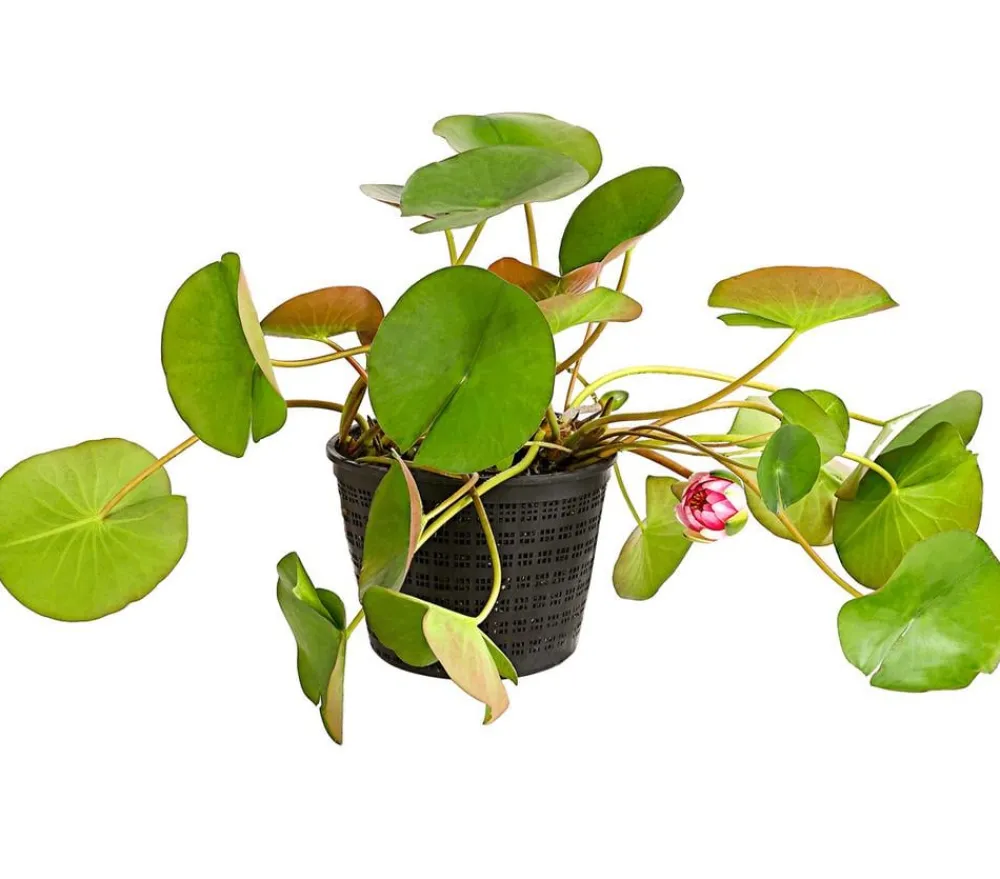 Dehner Aqua Seerose, ca. Ø14 cm Hellrot Best
