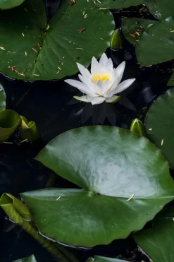 Dehner Aqua Seerose, ca. Ø14 cm Weiß Hot