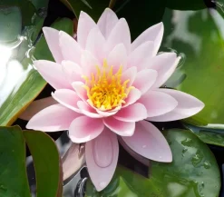 Dehner Aqua Teichpflanzen|Teichpflanzen - Seerose, ca. Ø11 cm Zartrosa