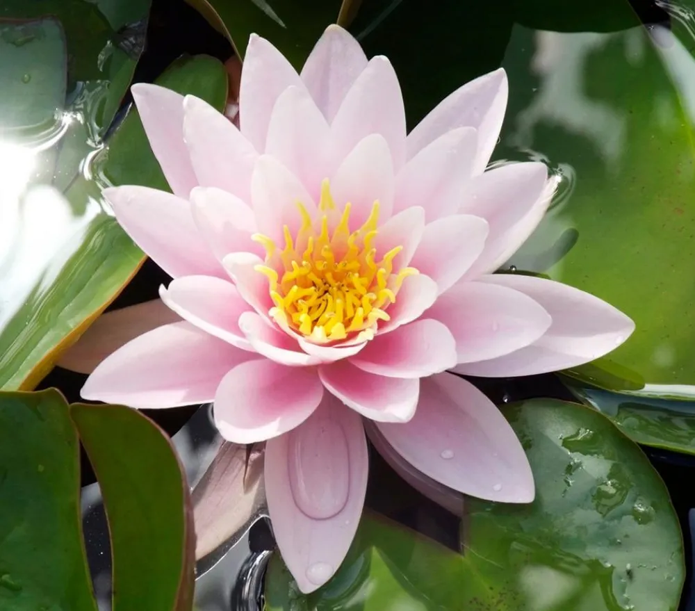 Dehner Aqua Teichpflanzen|Teichpflanzen - Seerose, ca. Ø11 cm Zartrosa