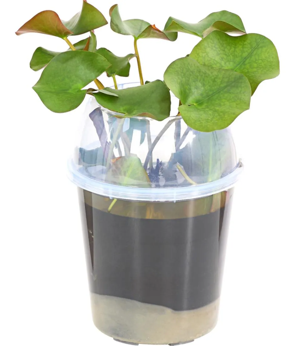 Dehner Aqua Teichpflanzen|Teichpflanzen - Seerose, ca. Ø11 cm Zartrosa
