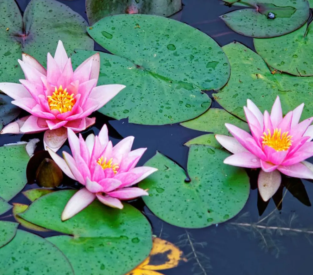 Dehner Aqua Teichpflanzen|Teichpflanzen - Seerose, ca. Ø14 cm Rosa