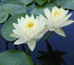 Dehner Aqua Teichpflanzen|Teichpflanzen > Seerose 'Gonnere'