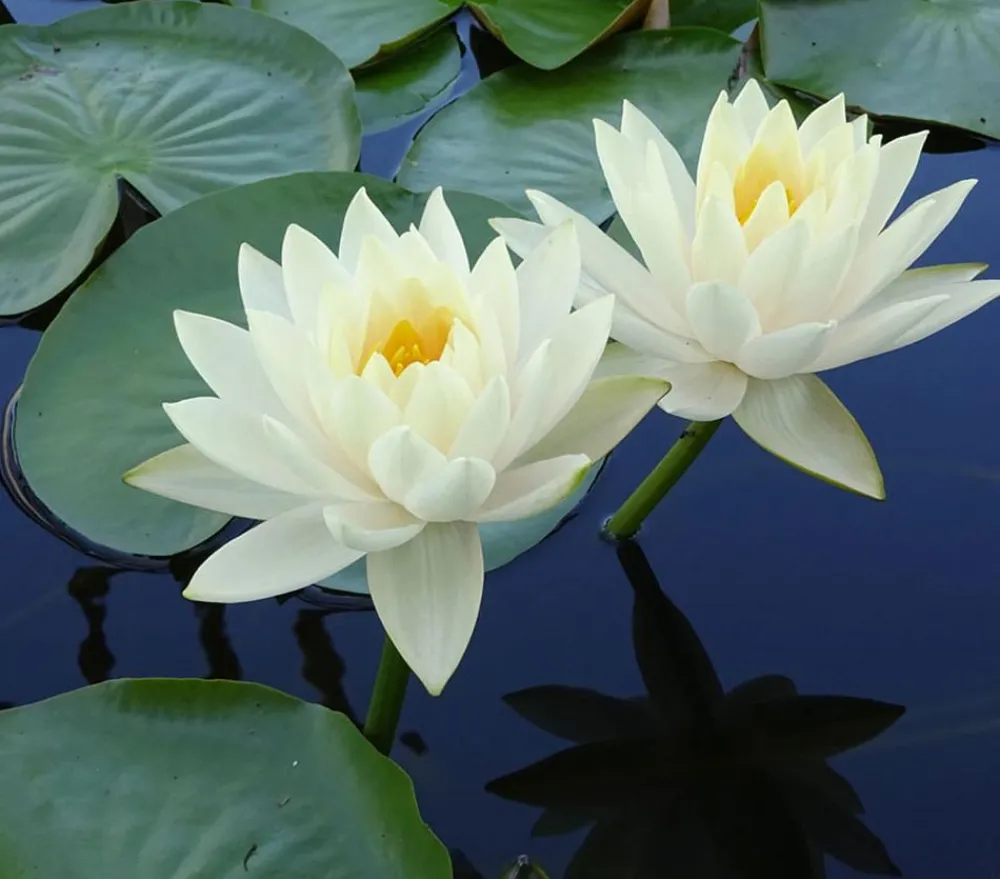 Dehner Aqua Teichpflanzen|Teichpflanzen > Seerose 'Gonnere'