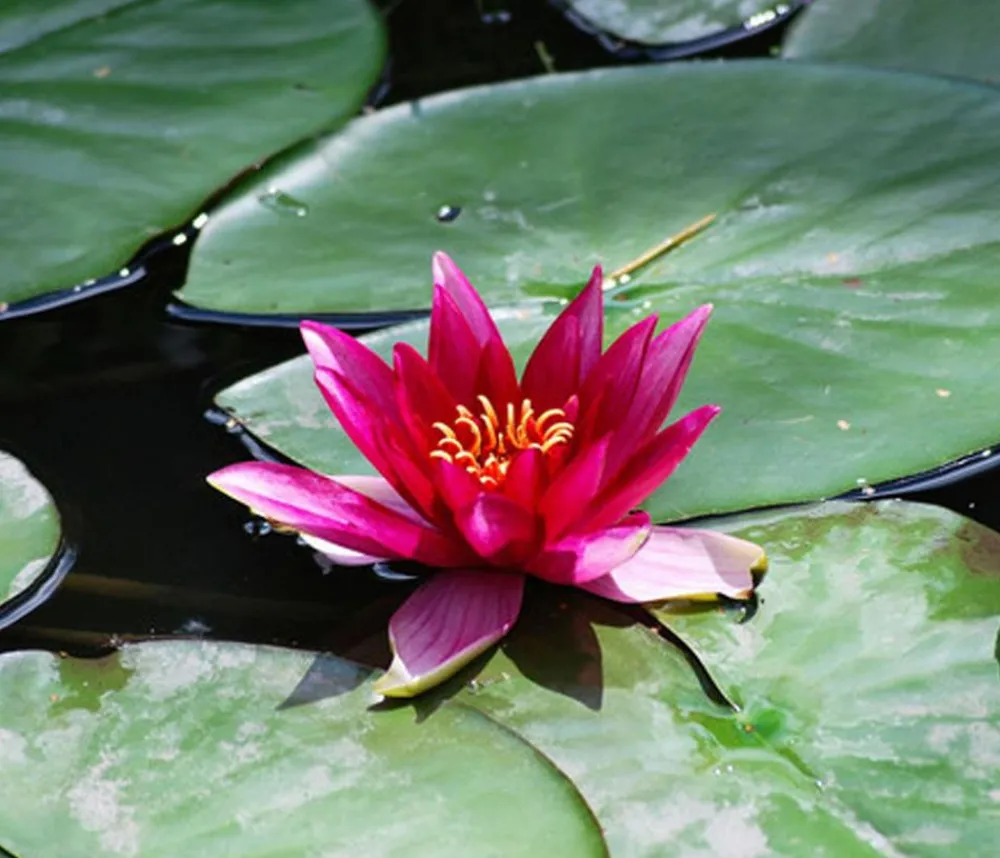 Dehner Aqua Teichpflanzen|Teichpflanzen - Seerose 'Red Spider' Pink