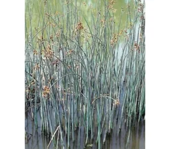 Dehner Aqua Teichpflanzen|Teichpflanzen > Seesimse